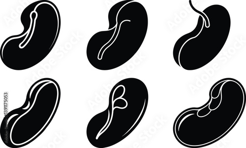 Kidney Bean silhouette vector