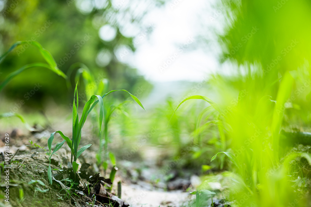 Obraz premium Growing green young plants thrive in a lush outdoor environment nature close-up viewpoint