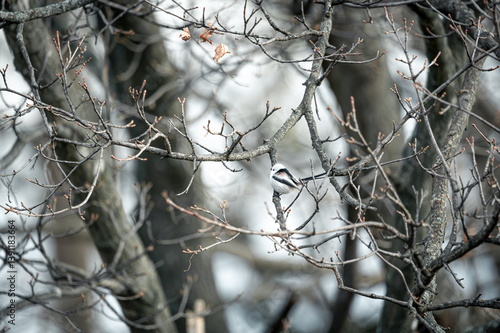 Snow Fairy