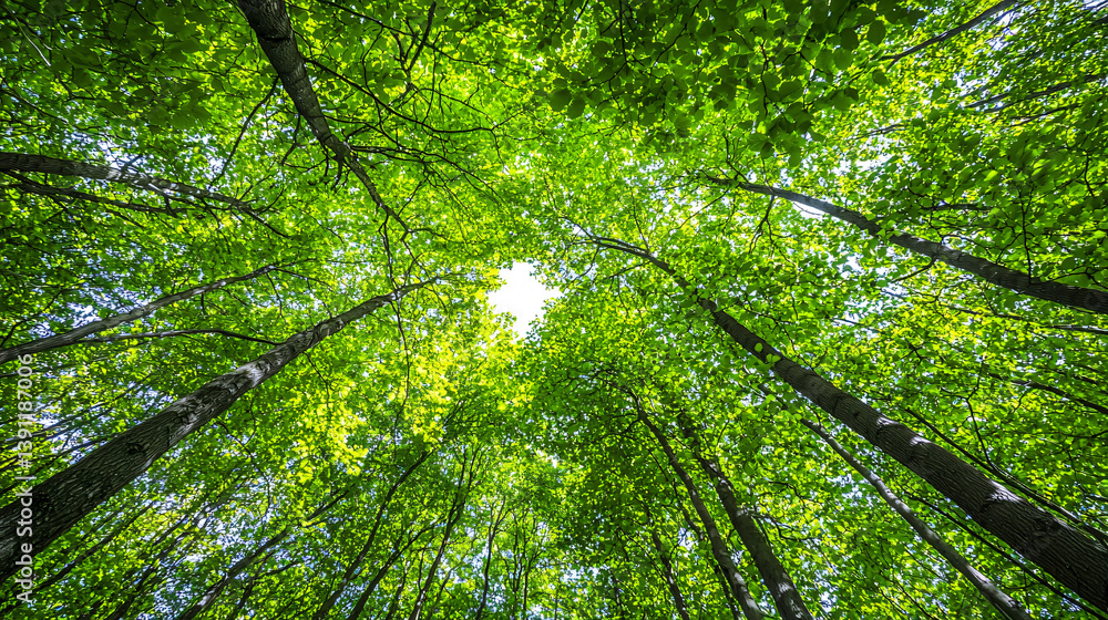 Forest Canopy View with Sunlight Streaming Through Lush Green Tree Branches in Springtime Forest Canopy View with Sunlight Streaming Through Lush Green Tree Branches in Springtime