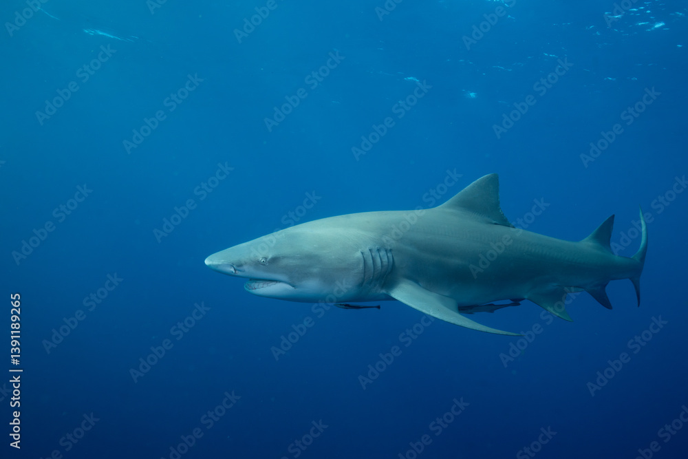 Fototapeta premium Lemon shark in the open ocean