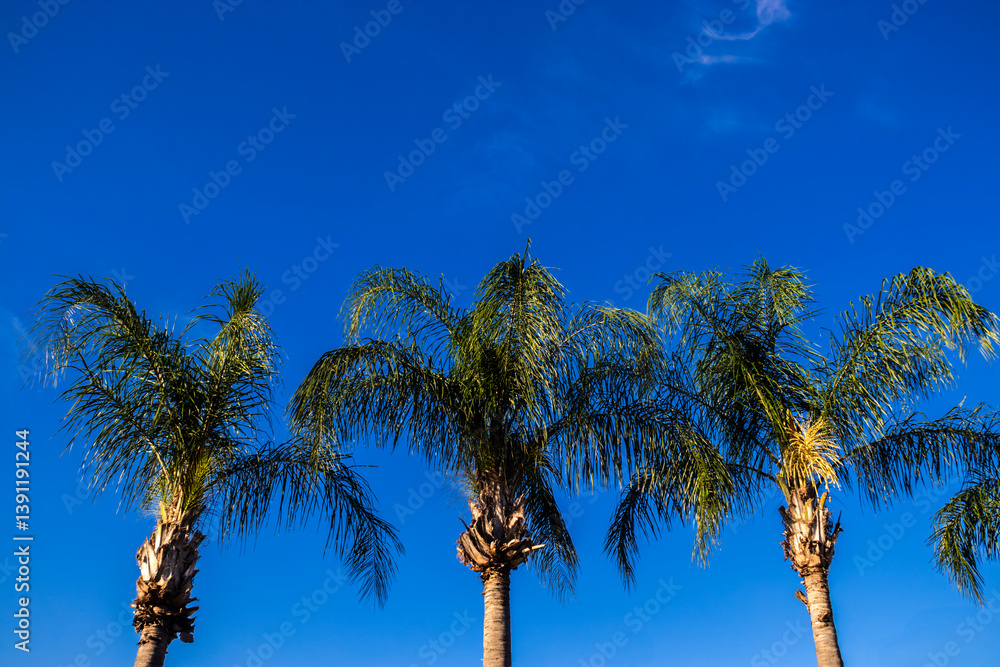 Majestic palm trees against a vibrant blue sky. A perfect image for travel, nature, and educational content
