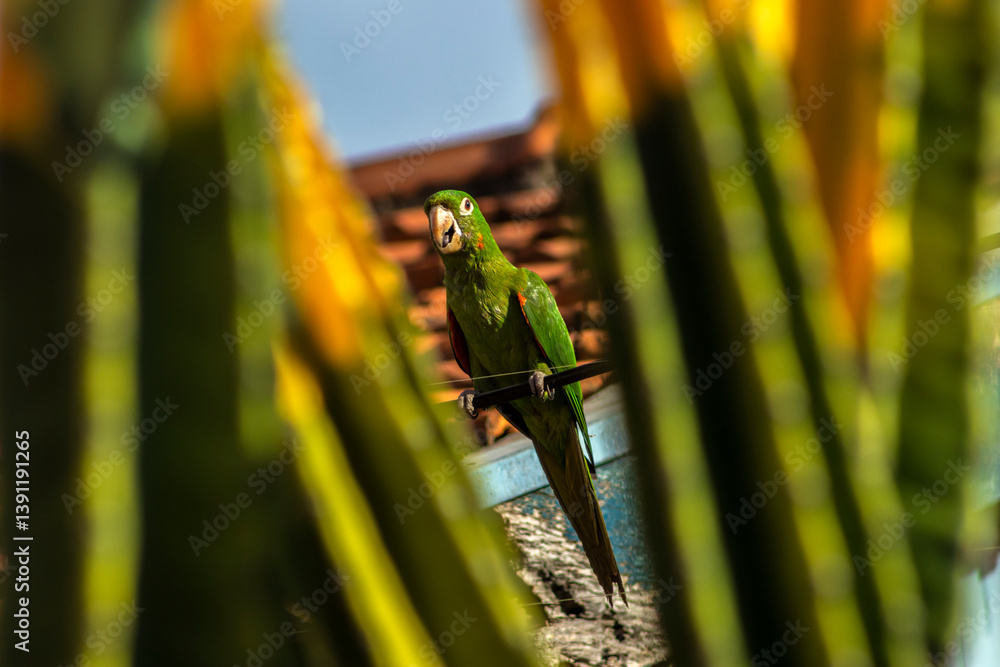 Parakeet perched on an electrical power cable between blurred mandacaru stems and the roof of a house in the background in a city in Brazil
