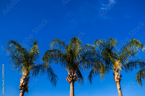 Obraz na płótnie Majestic palm trees against a vibrant blue sky. A perfect image for travel, nature, and educational content w salonie