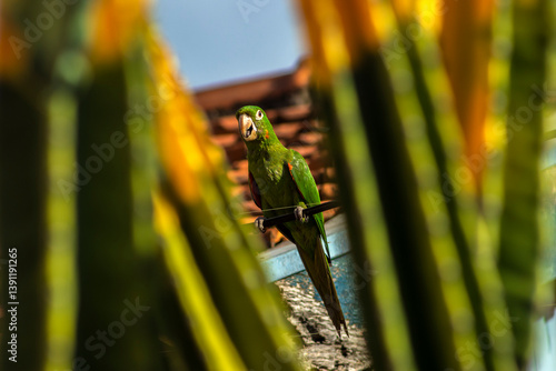 Obraz na płótnie Parakeet perched on an electrical power cable between blurred mandacaru stems and the roof of a house in the background in a city in Brazil w salonie