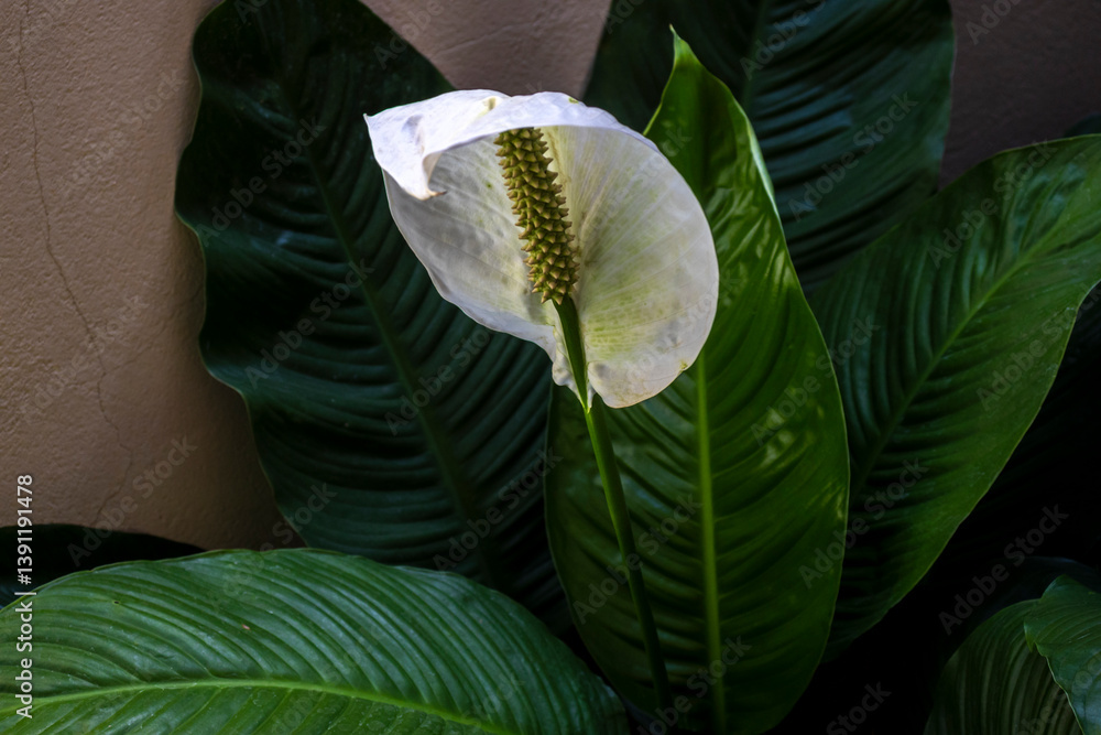 Peace Lily bloom. Spathiphyllum wallisii known for beauty and air purification. Great for botany and home decor.