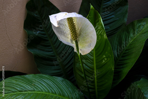 Obraz na płótnie Peace Lily bloom. Spathiphyllum wallisii known for beauty and air purification. Great for botany and home decor. w salonie