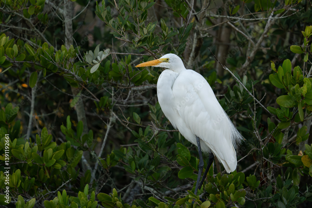 Great egret perched in a tree Great egret perched in a tree