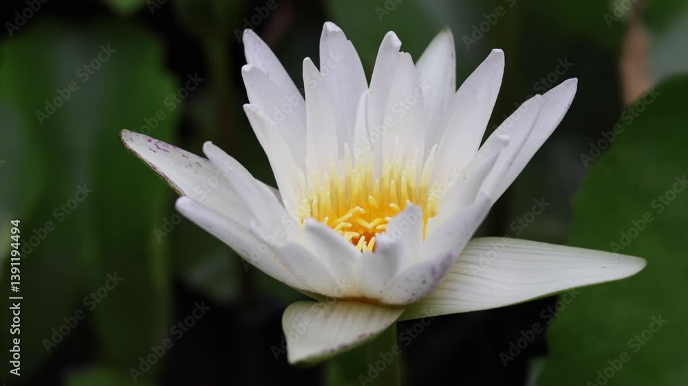 A stunning white lotus flower in full bloom rising above the water surface. Captured in natural daylight, symbolizing purity and serenity. Ideal for nature, spa, or meditation themes. A stunning white lotus flower in full bloom rising above the water surface. Captured in natural daylight, symbolizing purity and serenity. Ideal for nature, spa, or meditation themes.
