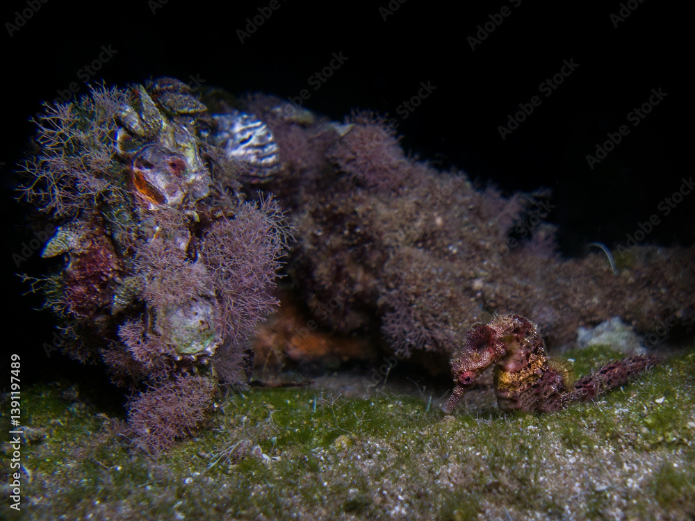Seahorse habitat Seahorse habitat