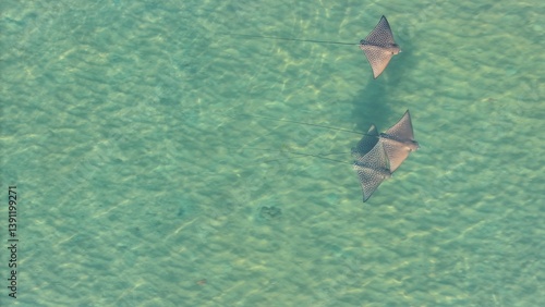 Eagle rays from drone australia