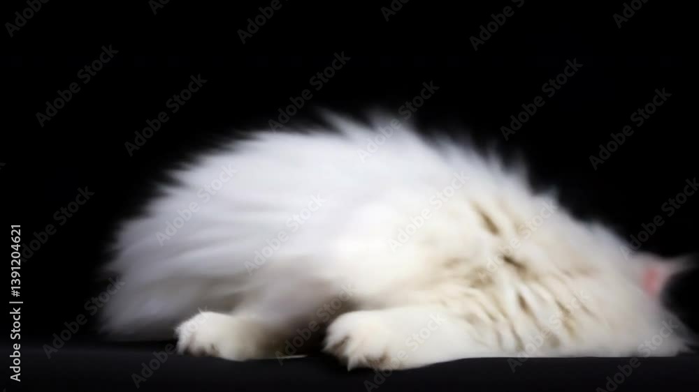 Delicate Whispers: A pristine white cat, its form softly blurred, reclines gracefully against a stark, velvet backdrop, capturing a moment of ethereal tranquility. Delicate Whispers: A pristine white cat, its form softly blurred, reclines gracefully against a stark, velvet backdrop, capturing a moment of ethereal tranquility.