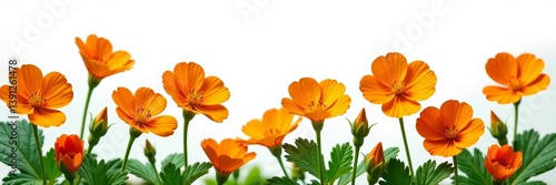 Wallpaper Mural Vibrant orange nasturtium flowers on white background, botanical garden, bright, plant Torontodigital.ca