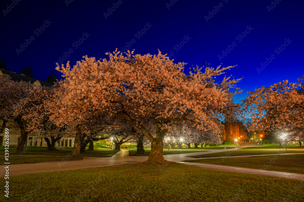 Naklejka premium Cherry Blossoms at the WU
