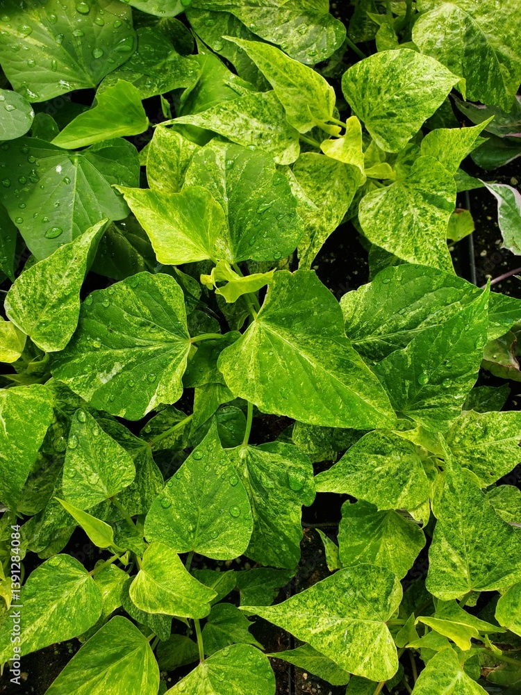 Ipomoea Sweet Georgia plant with vibrant green leaves and speckled with yellow-green highlights Ipomoea Sweet Georgia plant with vibrant green leaves and speckled with yellow-green highlights