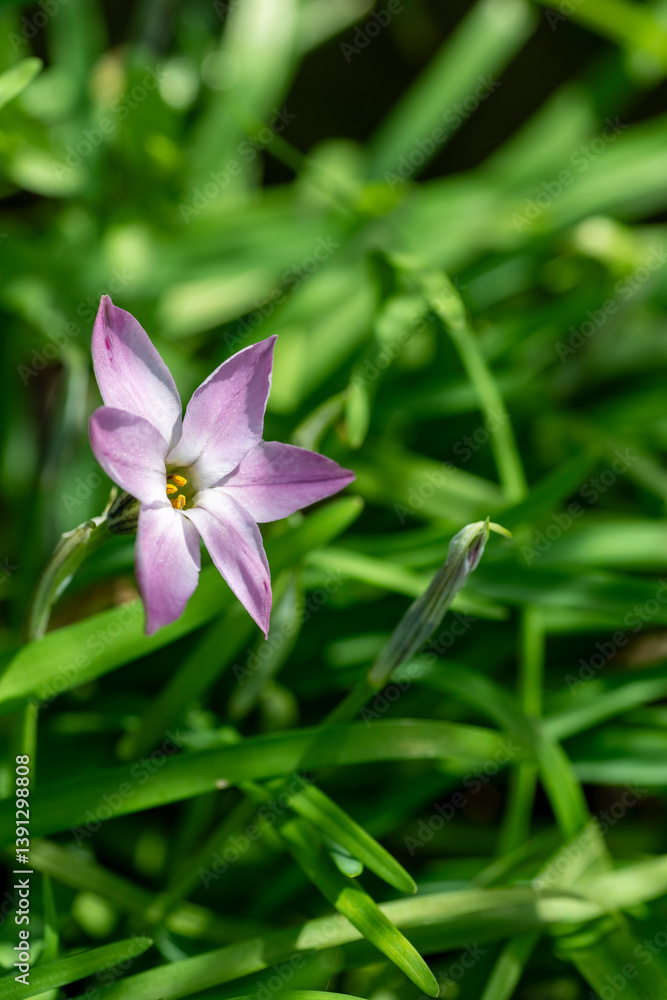 Full blooming of spring starflower (Ipheion uniflorum) in Japan in early spring
