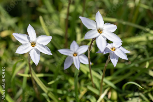Obraz na płótnie Full blooming of spring starflower (Ipheion uniflorum) in Japan in early spring w salonie