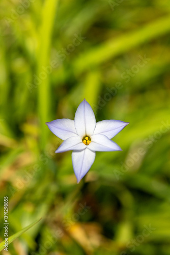 Obraz na płótnie Full blooming of spring starflower (Ipheion uniflorum) in Japan in early spring w salonie