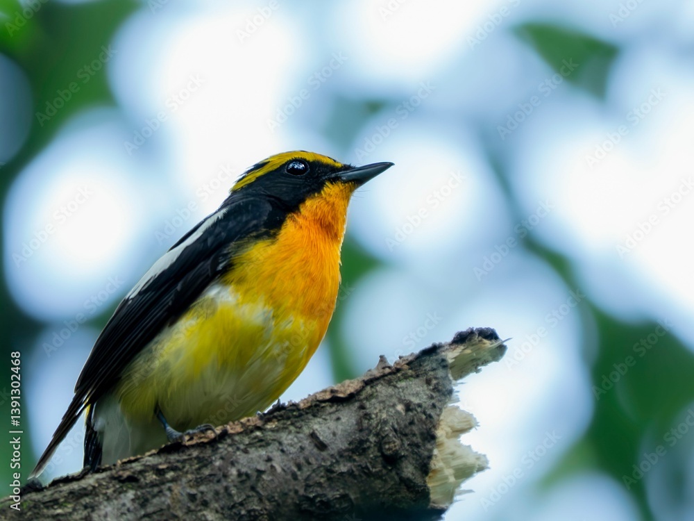 Obraz premium 森の暗い木陰で周りを見渡しているキビタキ