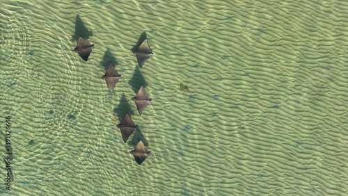 Eagle rays ocean swimming wild wildlife australia beautiful animal