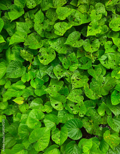 Lush green leaves of the sweet potato plant, known for their distinctive heart shape and fast-growing nature, with several leaves showing signs of damage and small holes