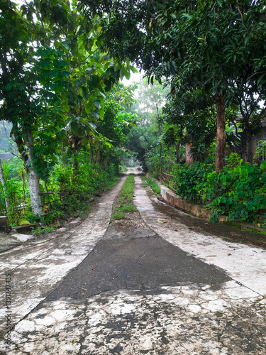 A quiet, straight village road flanked by trees on both sides. a peaceful rural scene capturing the calm of countryside life