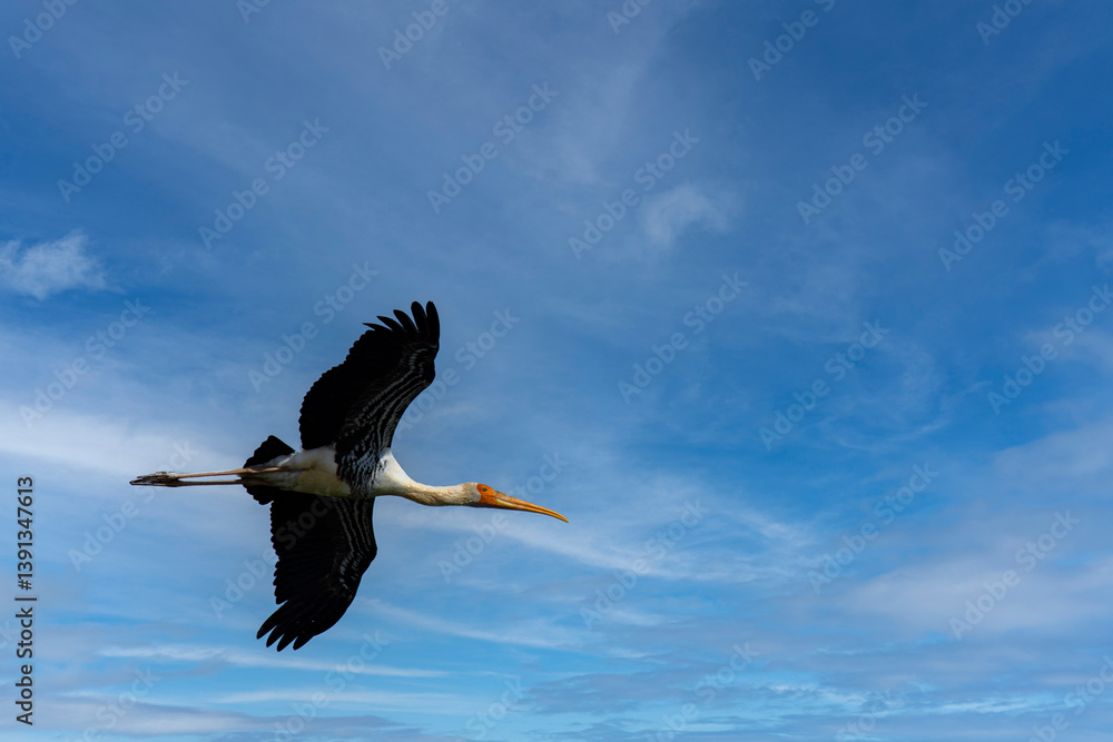 Painted Stork in Flight Over Rann of Kutch Wetlands at Daytime