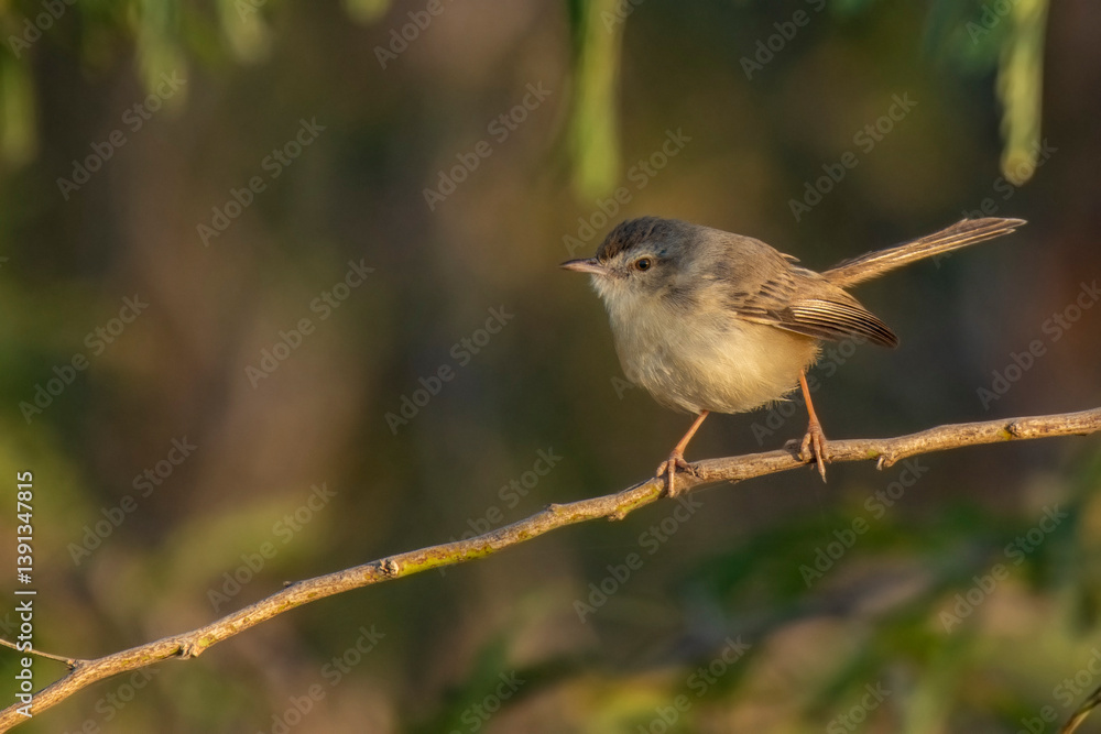 Fototapeta premium Prinia Bird Resting in Shade to Avoid Harsh Sunlight at Rann of Kutch, Gujarat
