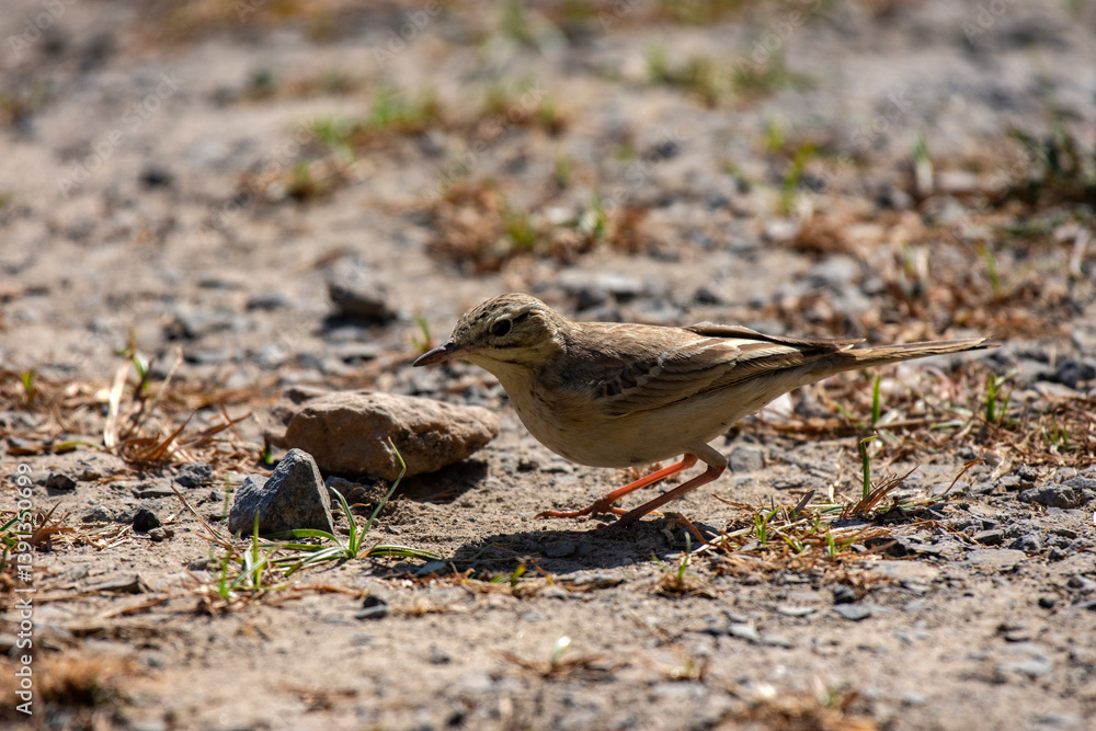 Pipit Bird Foraging on Ground at Daytime in Rann of Kutch, Gujarat