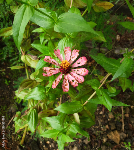 Pink zinnia flower with delicately torn and holey petals. Imperfect, yet strikingly beautiful