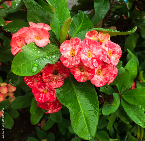 Rain-soaked Crown of Thorns bloom (Euphorbia milli). Its vivid petals appear richer and more intense under the fresh drizzle 