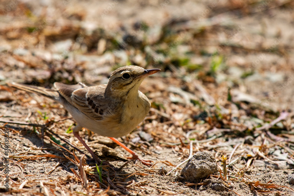 Pipit Bird Foraging on Ground at Daytime in Rann of Kutch, Gujarat