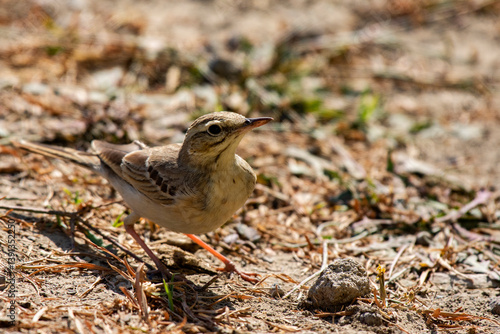 Obraz na płótnie Pipit Bird Foraging on Ground at Daytime in Rann of Kutch, Gujarat w salonie