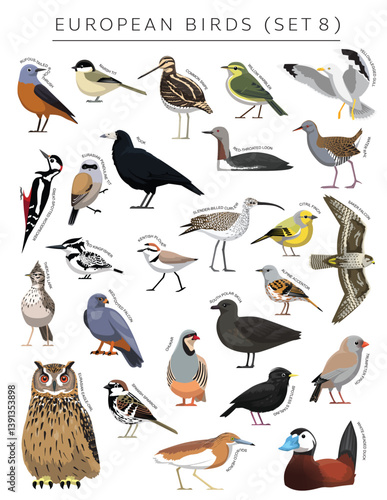 European Birds Set Cartoon Vector Character 8
