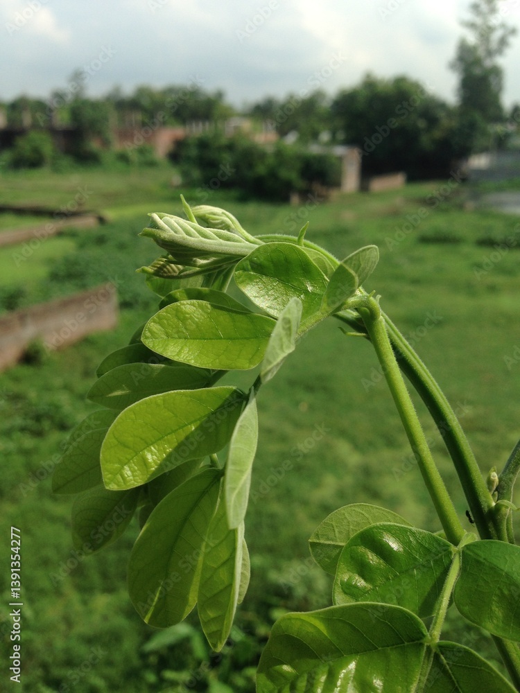 Obraz premium Fresh Green Foliage Emerging on a Tree Branch, Indicating New Growth in a Natural Outdoor Setting.