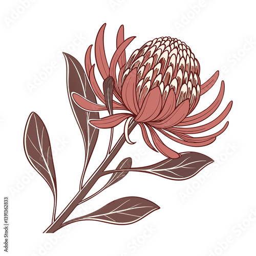 Elegant red pincushion protea flower illustration