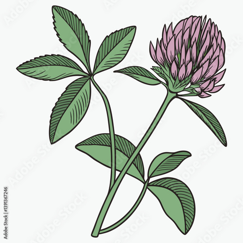 flor-de-trevo-vermelho--trifolium-pratense--flor