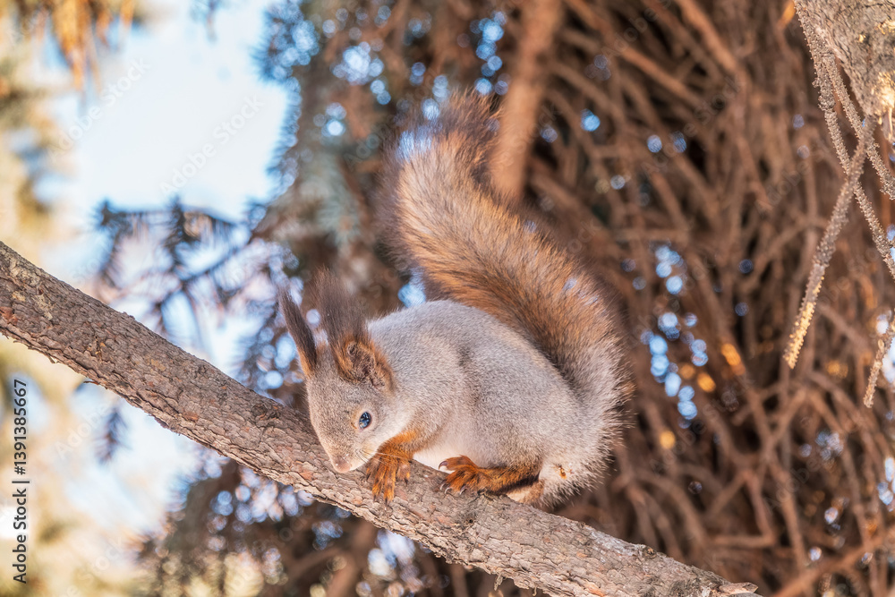 The squirrel sits on a branches without leaves in the winter or autumn The squirrel sits on a branches without leaves in the winter or autumn