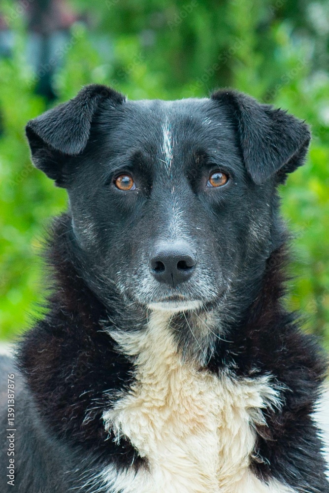 Black and white dog lying on sidewalk in Azerbaijan. High quality photo Black and white dog lying on sidewalk in Azerbaijan. High quality photo