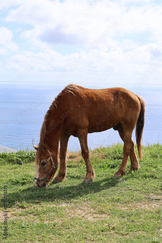 Fototapeta premium Horses grassy coastline. High quality photo