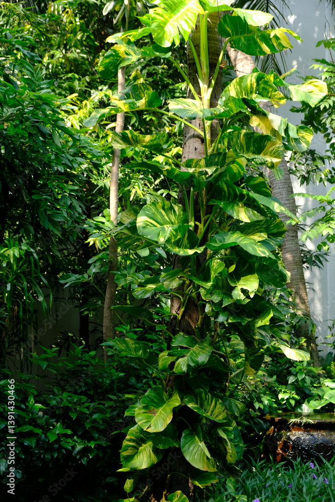 Obraz premium Golden pothos is a semi-epiphytic climbing plant that people usually plant as a decoration in their yards or rooms. Epipremnum aureum