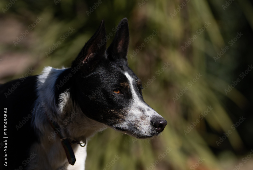 Obraz premium Mascotas en el parque