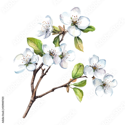 Pear Blossom branch, watercolor illustration, isolated on a white background.

