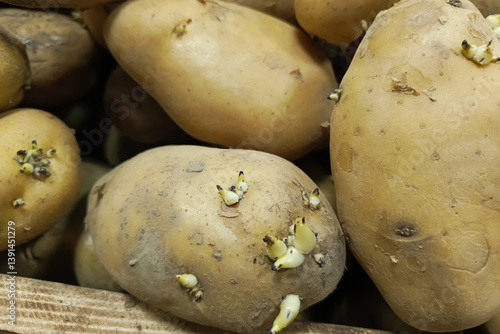 Sprouted potatoes in a box close-up. Food products of inadequate quality. Potatoes with sprouts for sowing. 