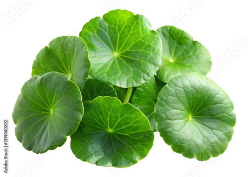 Centella asiatica isolated on white background