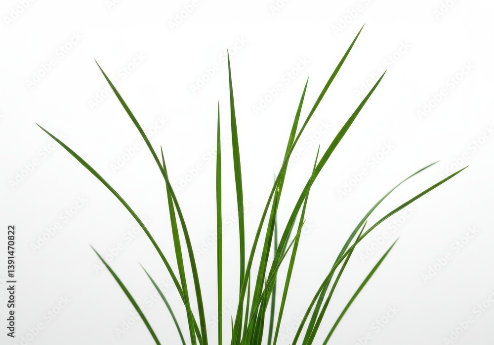 A close up view of several blades of green grass against a plain white background in a studio shot A close up view of several blades of green grass against a plain white background in a studio shot