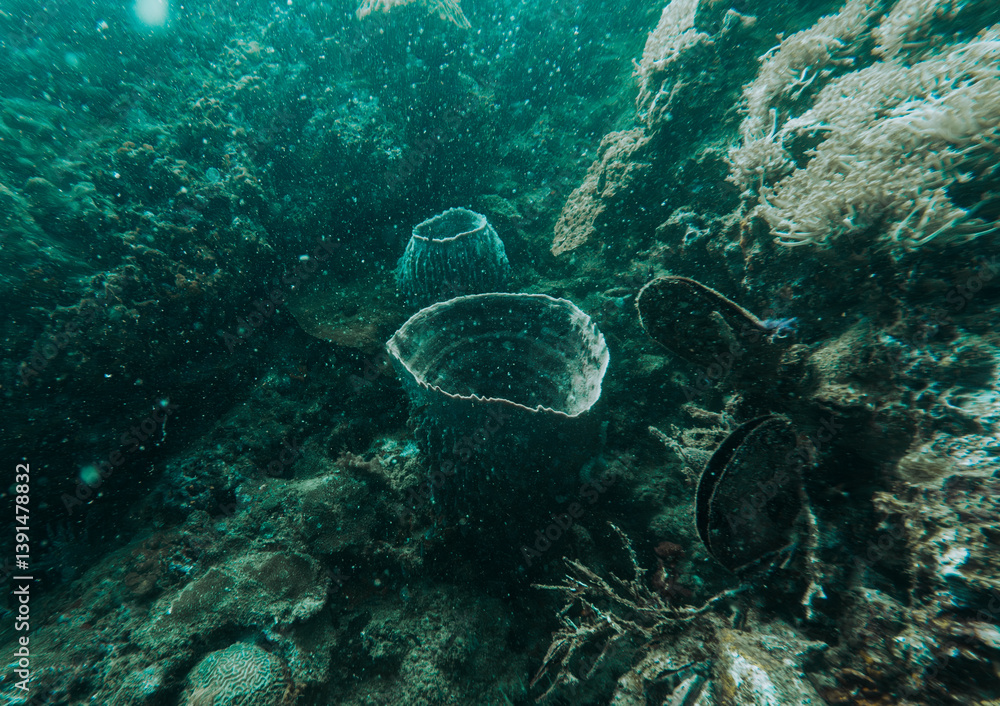 Fototapeta premium SCUBA DIVE THAILANDIA