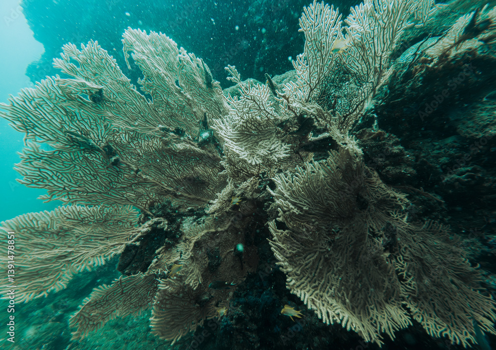 Obraz premium SCUBA DIVE THAILANDIA