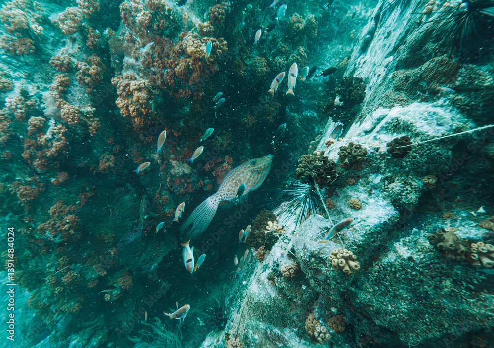 Fototapeta premium SCUBA DIVE THAILANDIA