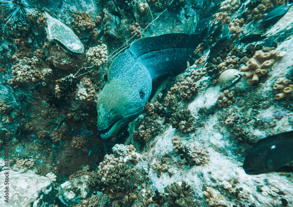 Fototapeta premium SCUBA DIVE THAILANDIA